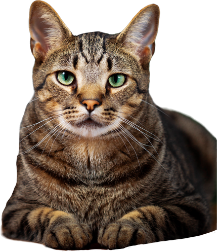 Cute Cat on transparent background